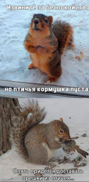Забавные картинки