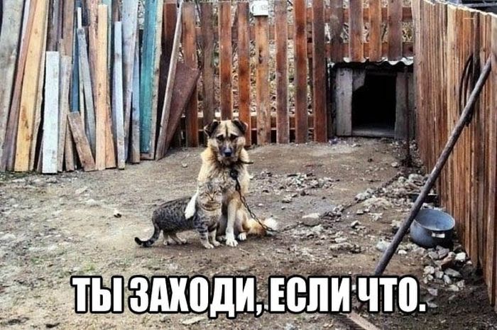 Забавные картинки
