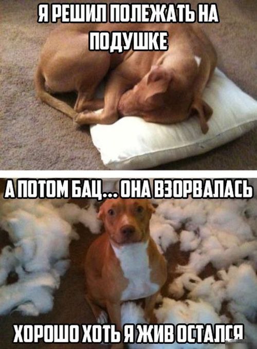 Забавные картинки