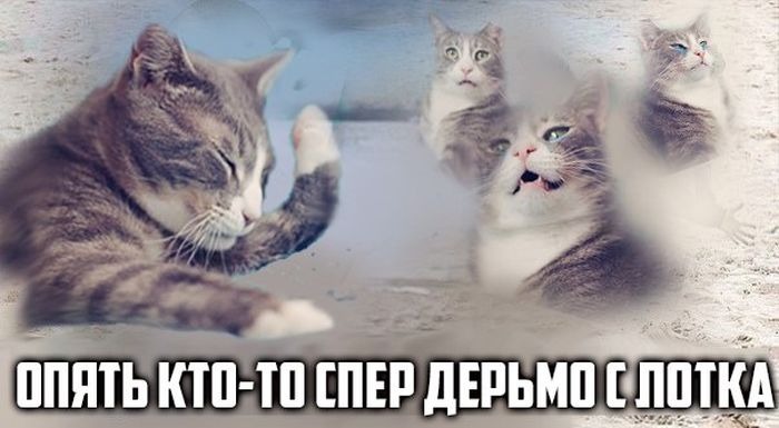 Забавные картинки