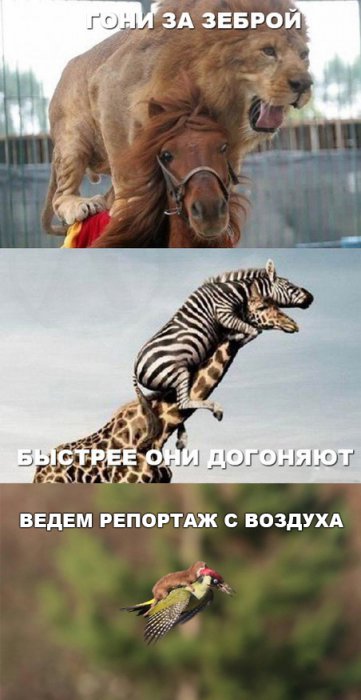 Забавные картинки