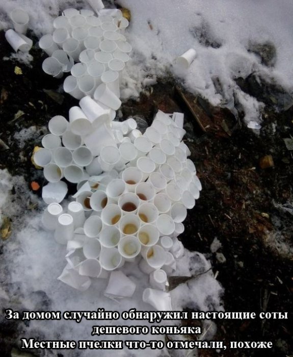 Забавные картинки