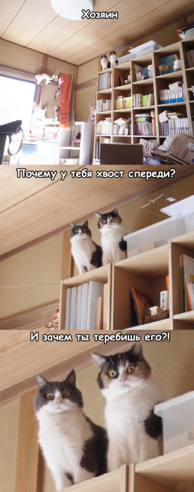Забавные картинки