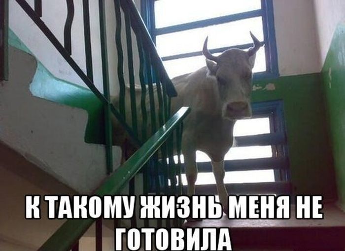 Забавные картинки