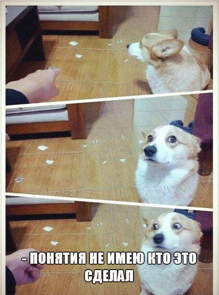 Забавные картинки