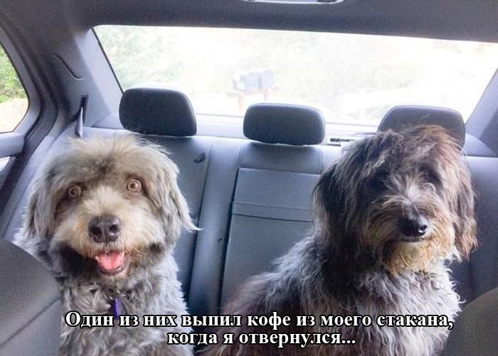 Забавные картинки