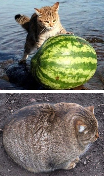 Забавные картинки