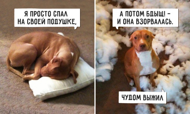 Забавные картинки