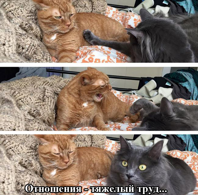 Забавные картинки