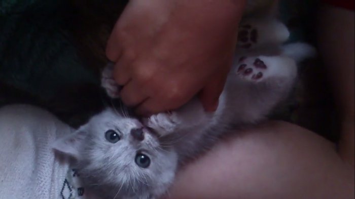 Кот