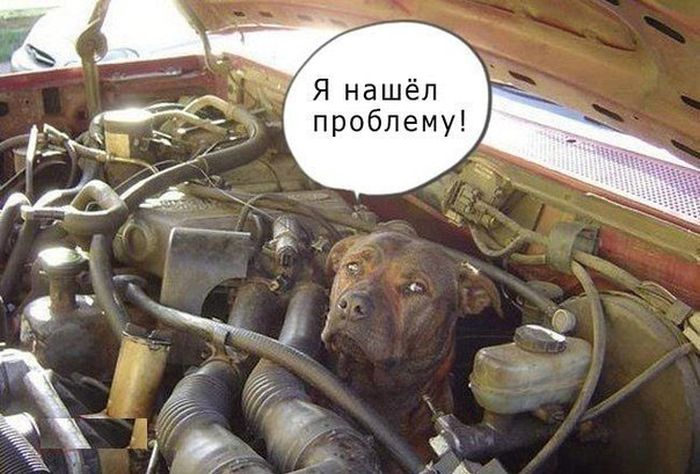 Порция картинок