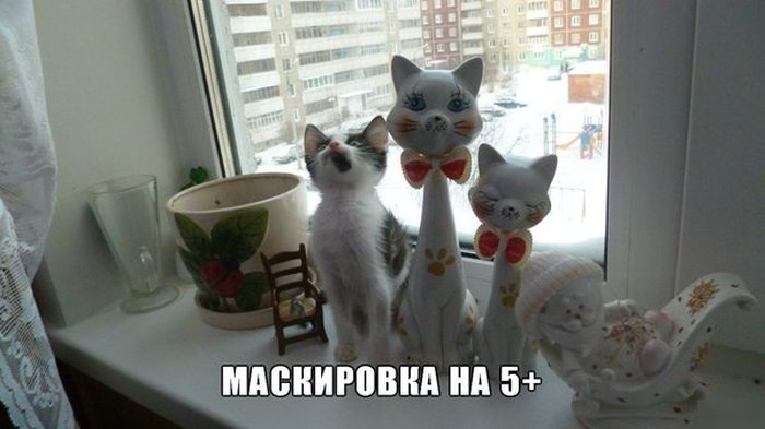 Забавные картинки