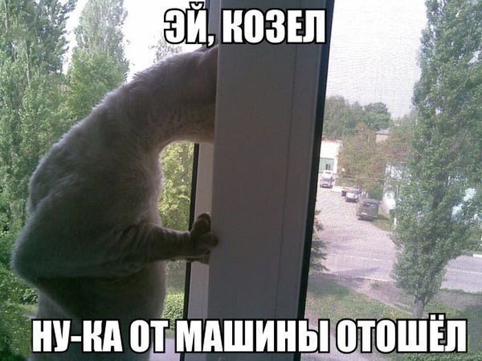 Порция картинок
