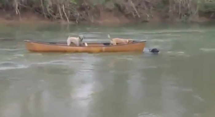 Собака спасла своих друзей