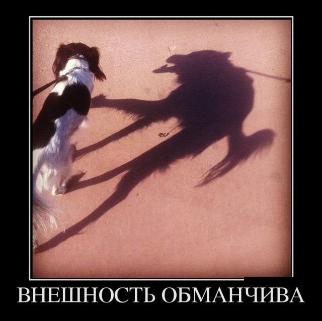 Демотиваторы