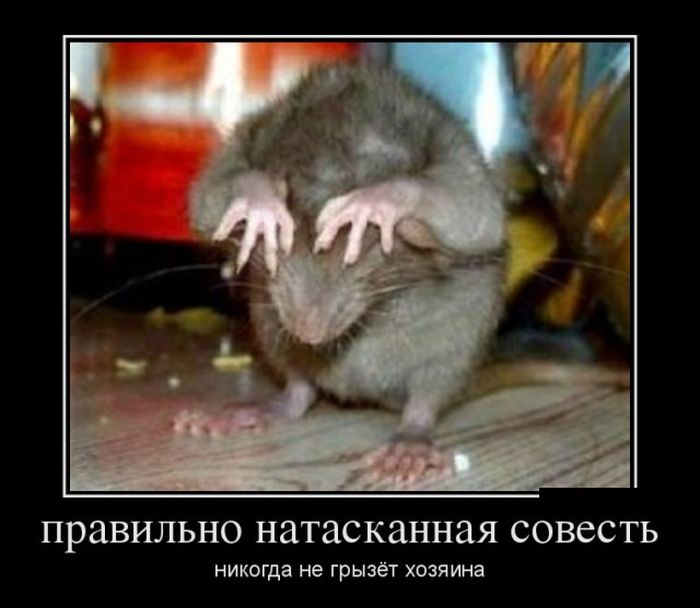 Демотиваторы Демотиваторы