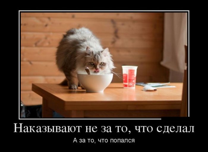 Демотиваторы