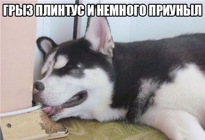 Забавные картинки
