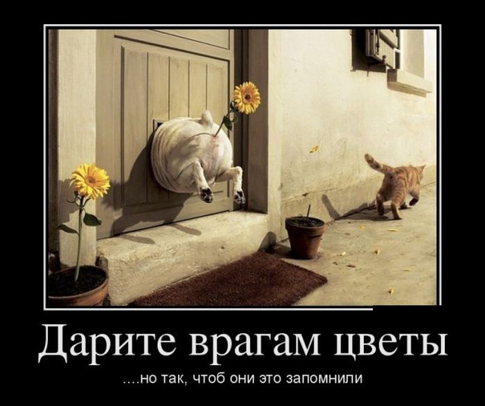 Демотиваторы