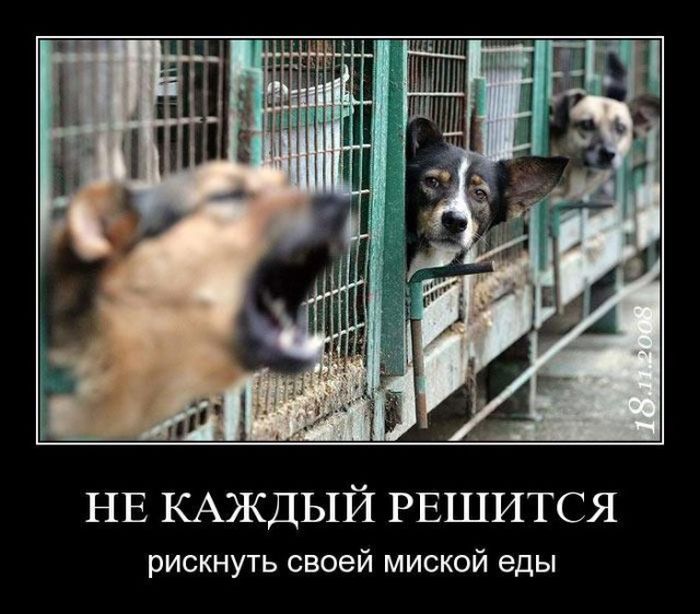 Демотиваторы