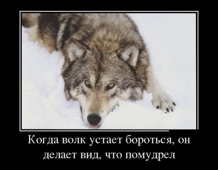 Демотиваторы