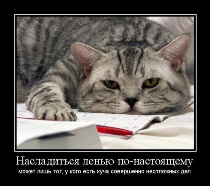 Демотиваторы
