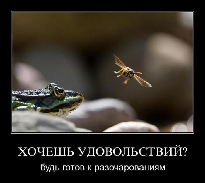 Демотиваторы