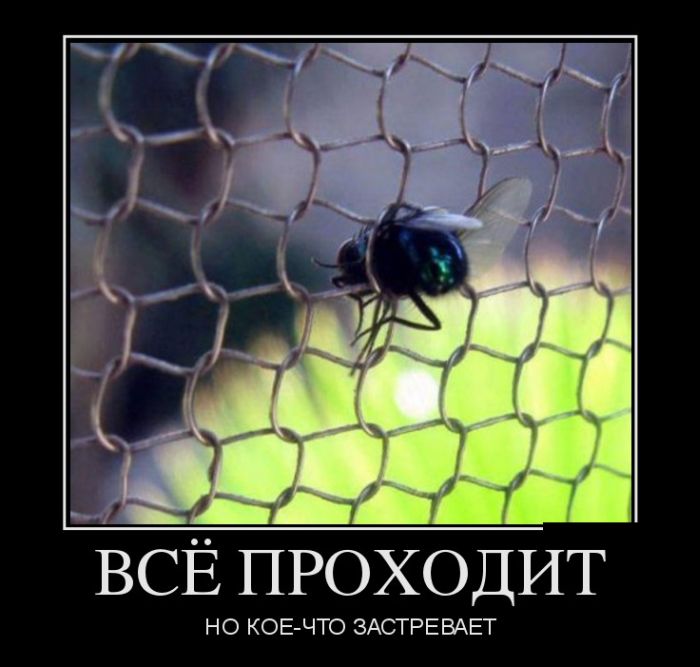 Демотиваторы