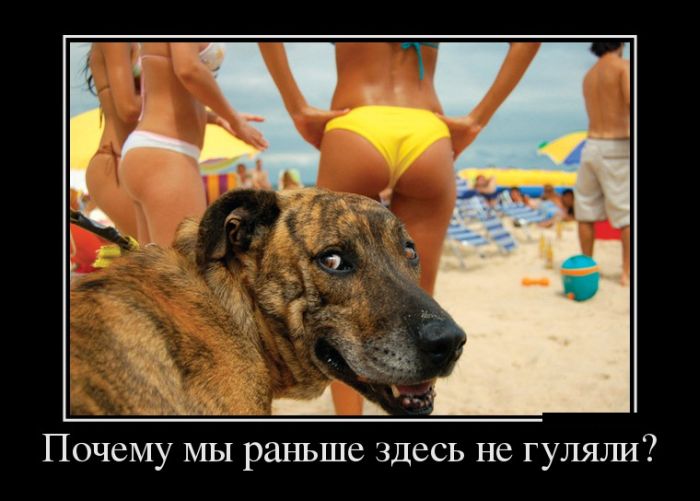 Демотиваторы