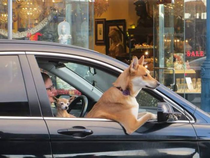 Забавные картинки