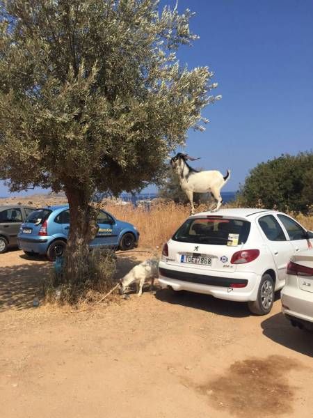 Забавные картинки