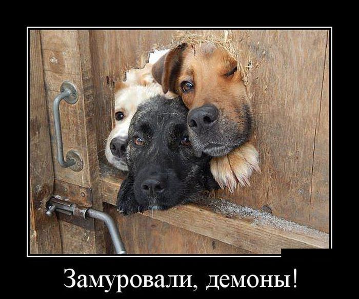 Демотиваторы