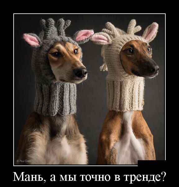 Демотиваторы