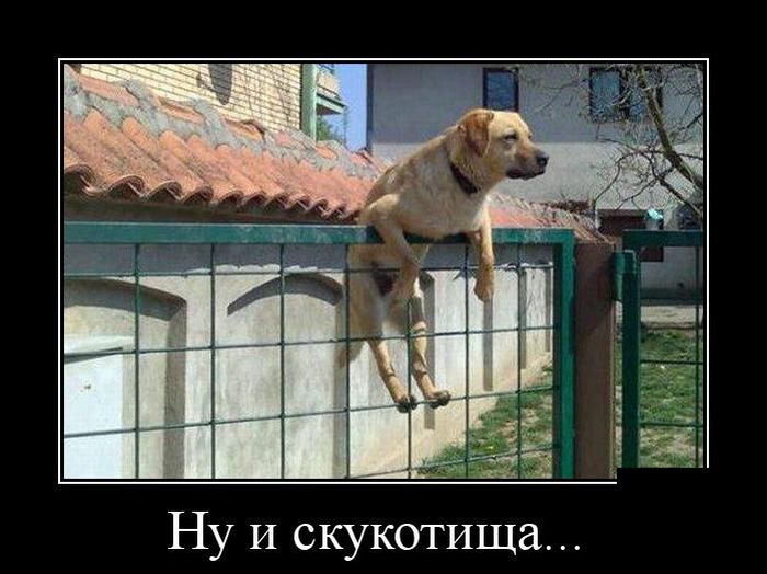 Демотиваторы