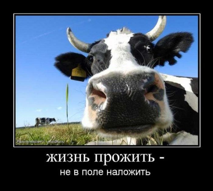 Демотиваторы