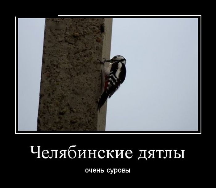Демотиваторы