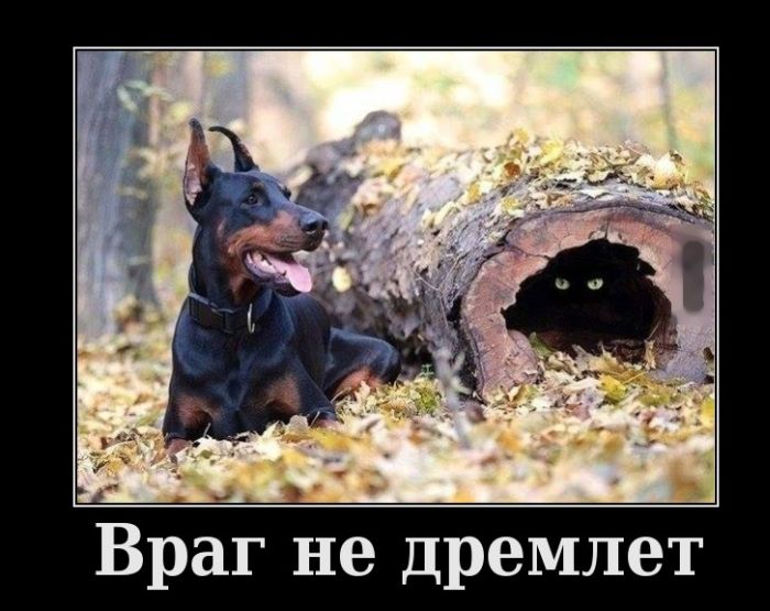 Демотиваторы