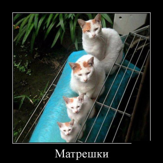 Демотиваторы