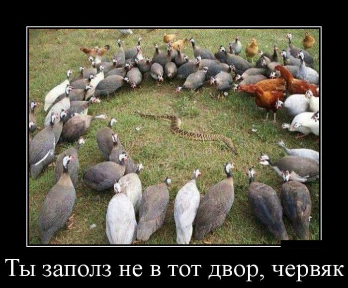 Демотиваторы