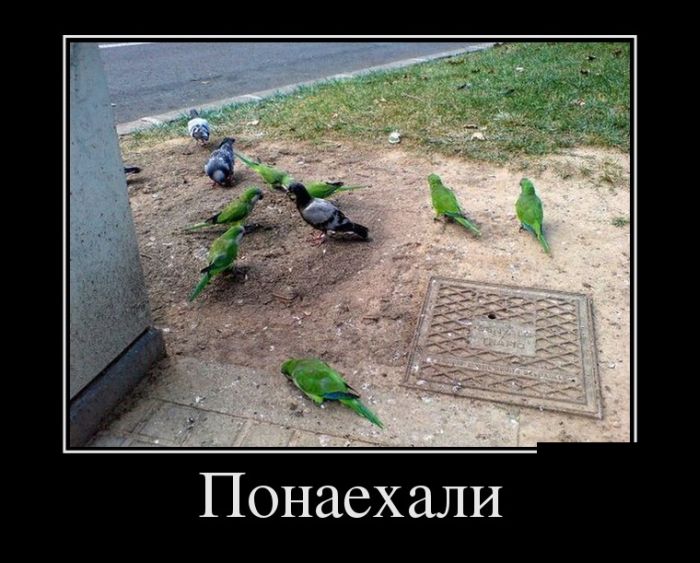 Демотиваторы