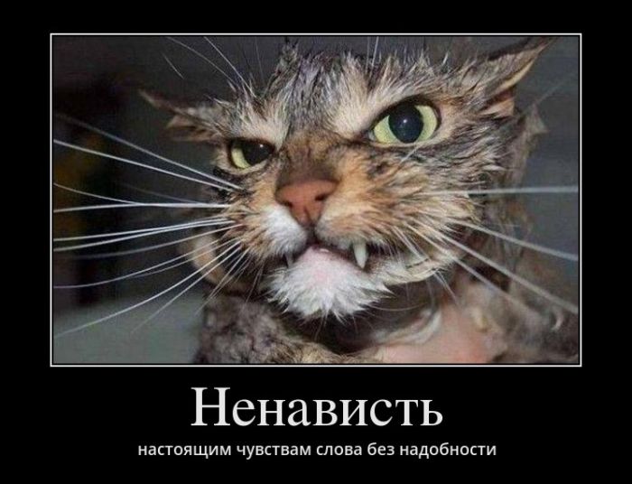 Демотиваторы
