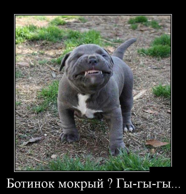 Демотиваторы