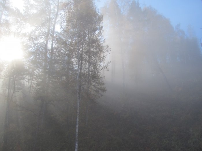 Природа Сибири и Алтая