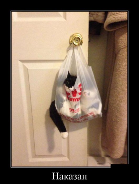 Демотиваторы