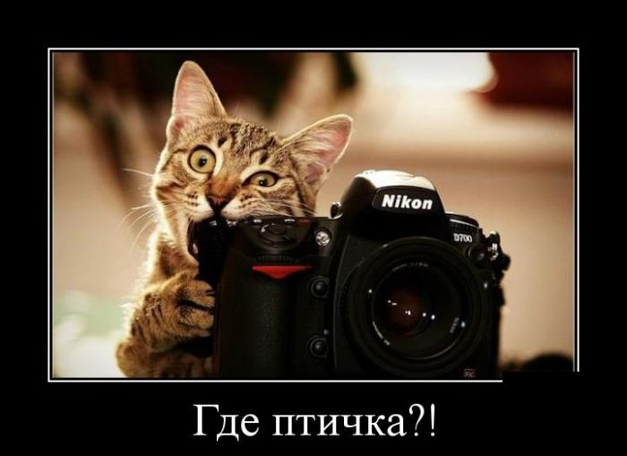 Демотиваторы