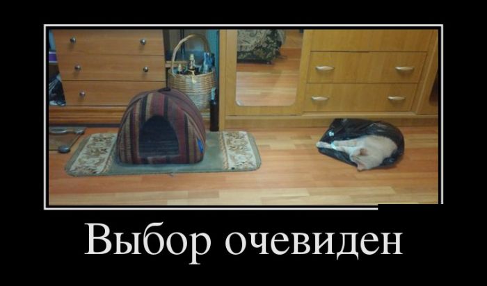 Демотиваторы