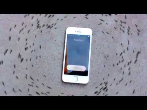 iPhone порабощает муравьев?