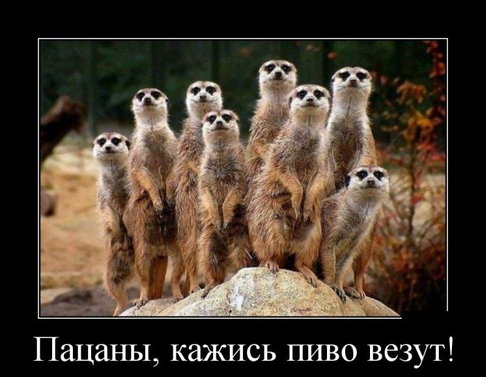 Демотиваторы