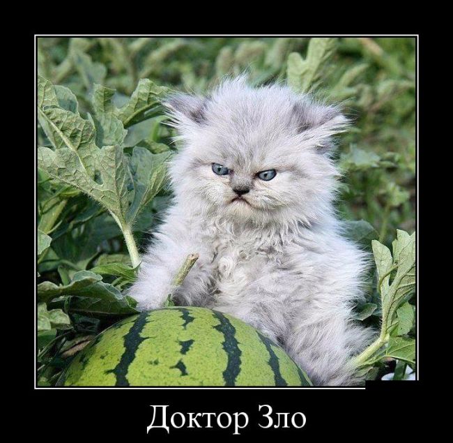 Демотиваторы