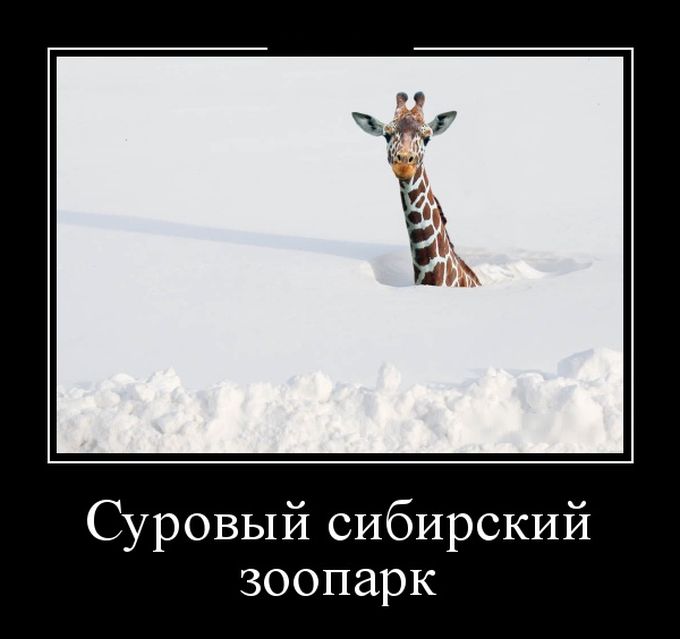 Демотиваторы